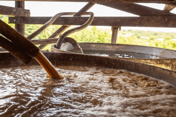 Bielle X Armateurs de Rhum – Transatlantique – Le Vieux