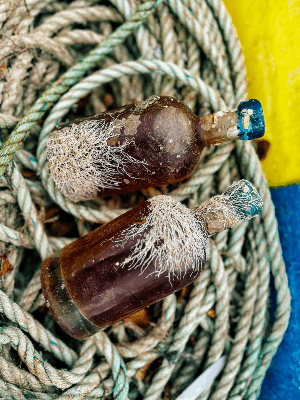 Immersion 2025 – Rhum immergé